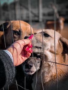 Associação Pet Lovers